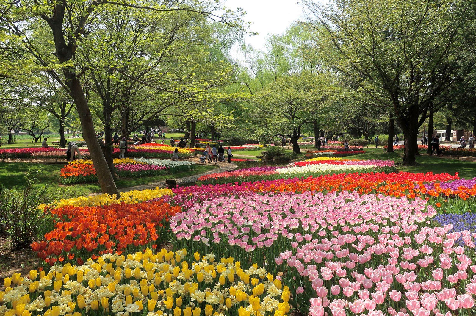 City 4 flower gardens in bloom yearround Tokyo Picks