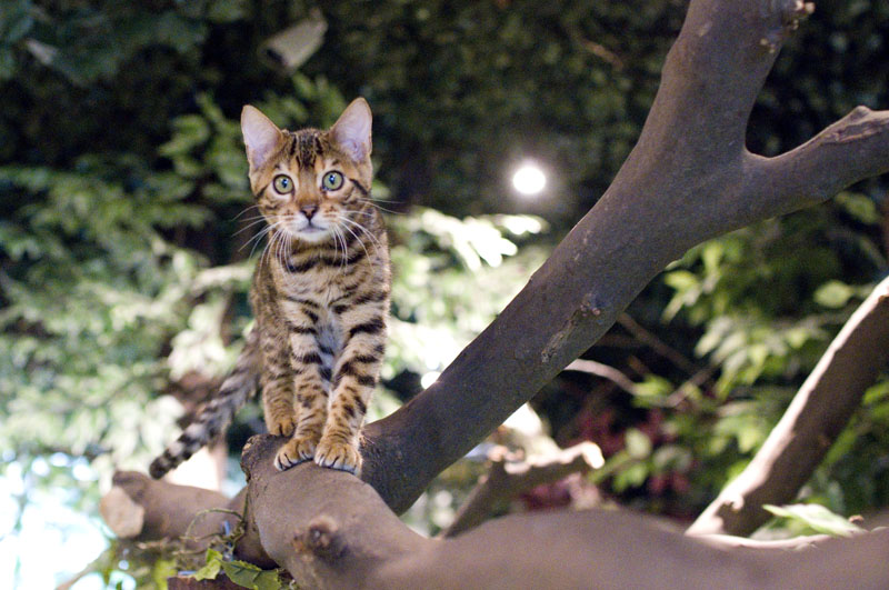bengal